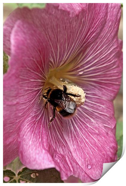Hollyhock Bee Print by Karen Martin