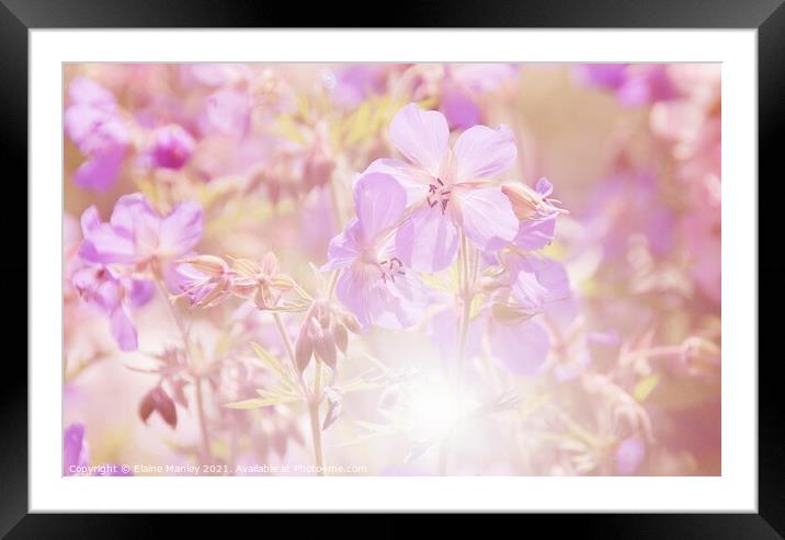  Wild Flowers on a Misty Day  Framed Mounted Print by Elaine Manley