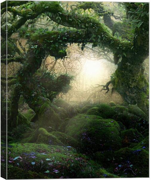 Magical Oaks in Colour Canvas Print by David Neighbour