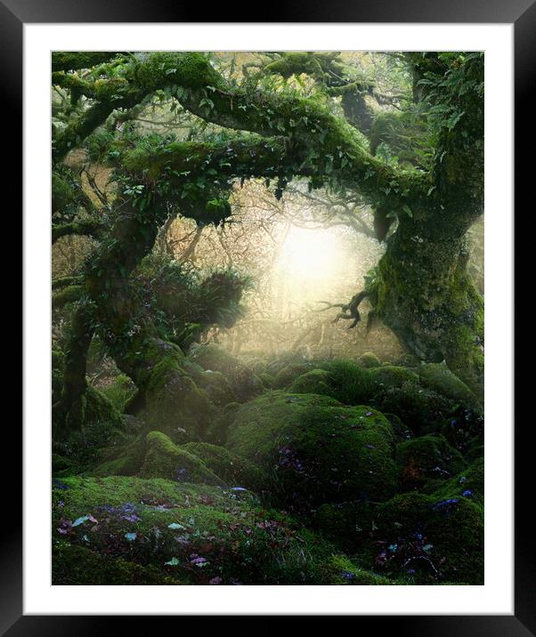Magical Oaks in Colour Framed Mounted Print by David Neighbour