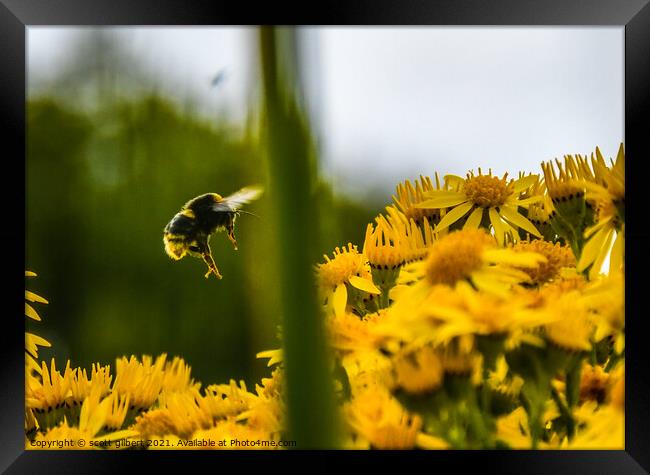 Somewhere to Bee Framed Print by scott gilbert