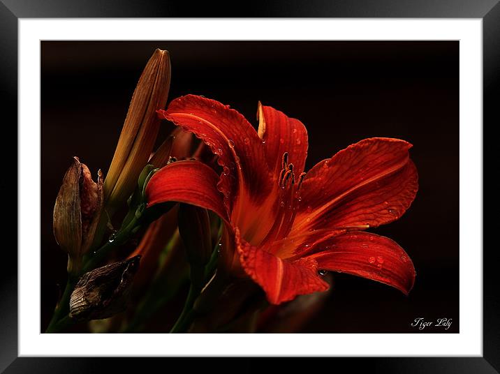 Tiger Lily Framed Mounted Print by Trevor White