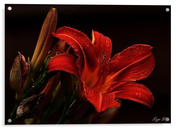 Tiger Lily Acrylic by Trevor White