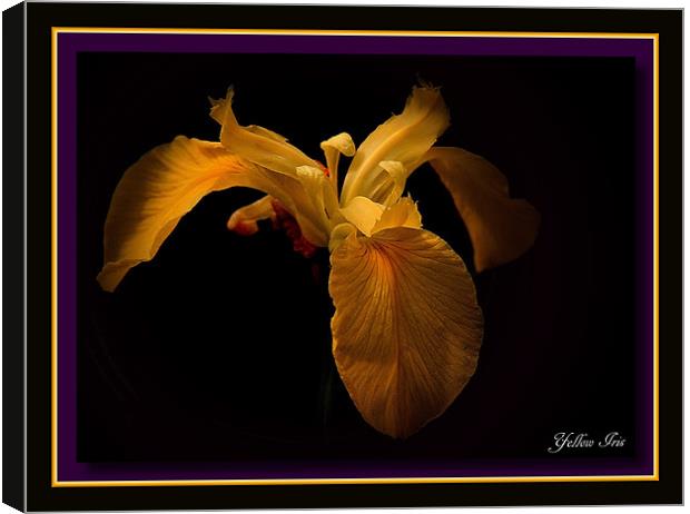 Yellow Iris Canvas Print by Trevor White