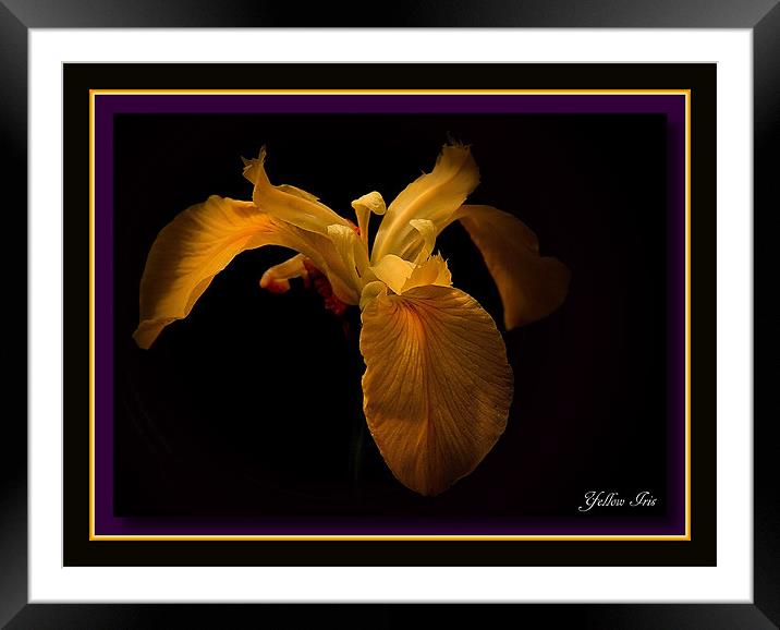 Yellow Iris Framed Mounted Print by Trevor White