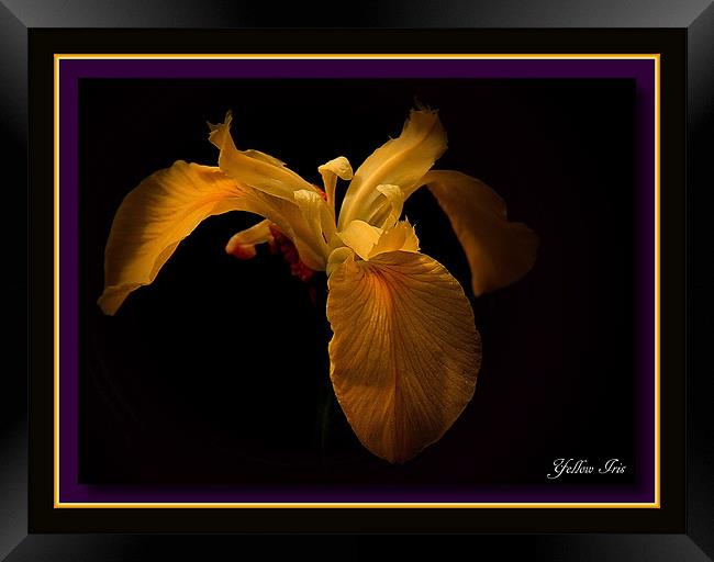 Yellow Iris Framed Print by Trevor White