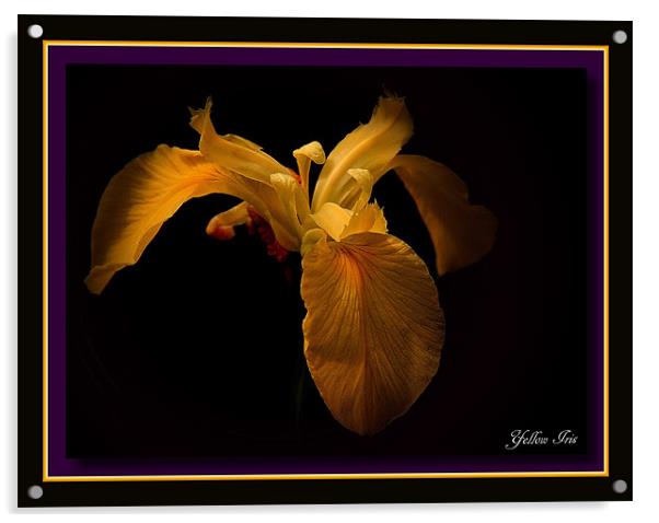 Yellow Iris Acrylic by Trevor White