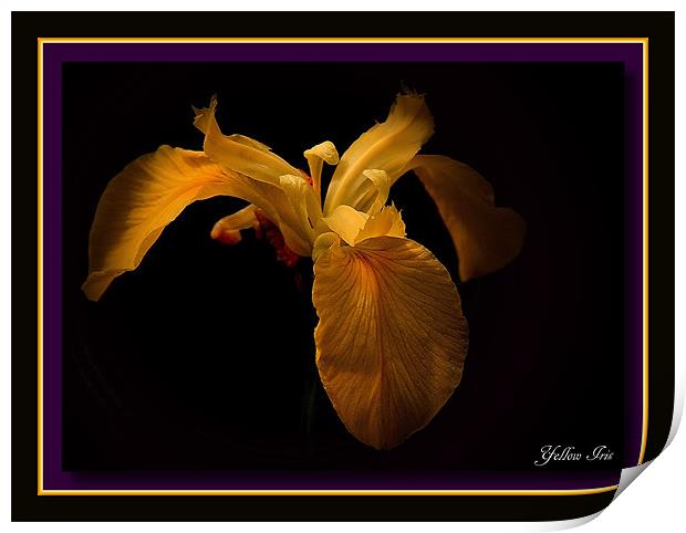 Yellow Iris Print by Trevor White