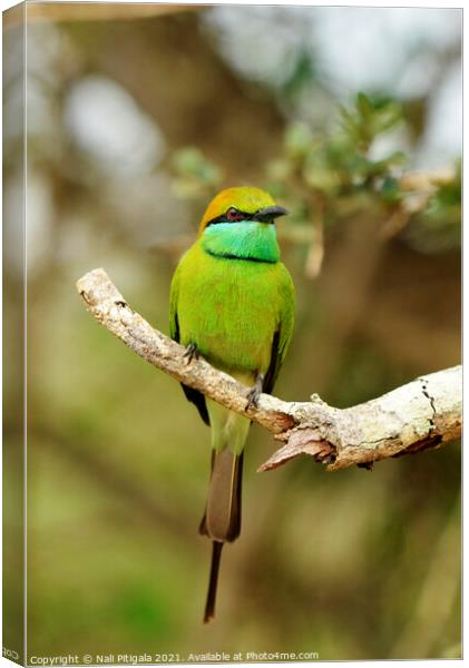 A colorful bird perched on a tree branch Canvas Print by Nali Pitigala