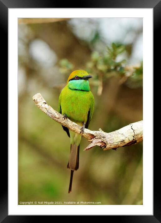 A colorful bird perched on a tree branch Framed Mounted Print by Nali Pitigala