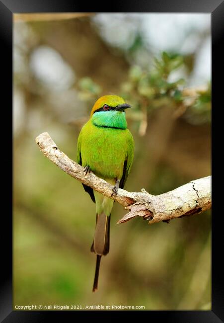 A colorful bird perched on a tree branch Framed Print by Nali Pitigala