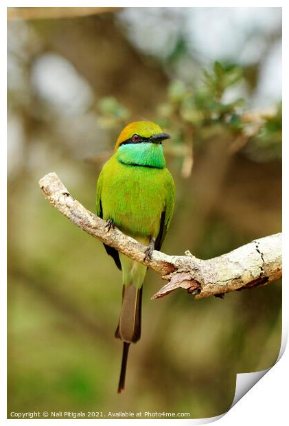 A colorful bird perched on a tree branch Print by Nali Pitigala