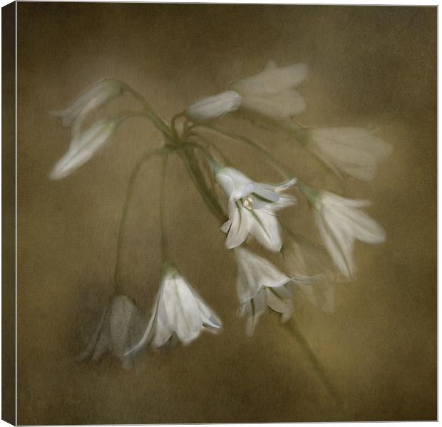 White Bell Flowers Canvas Print by Karen Martin