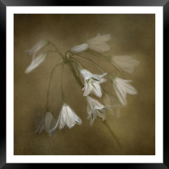 White Bell Flowers Framed Mounted Print by Karen Martin