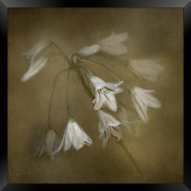 White Bell Flowers Framed Print by Karen Martin