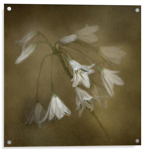 White Bell Flowers Acrylic by Karen Martin