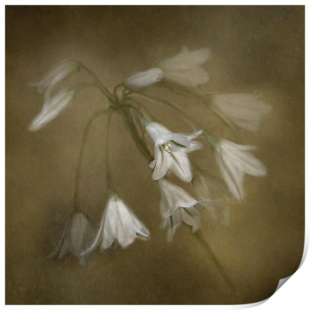 White Bell Flowers Print by Karen Martin