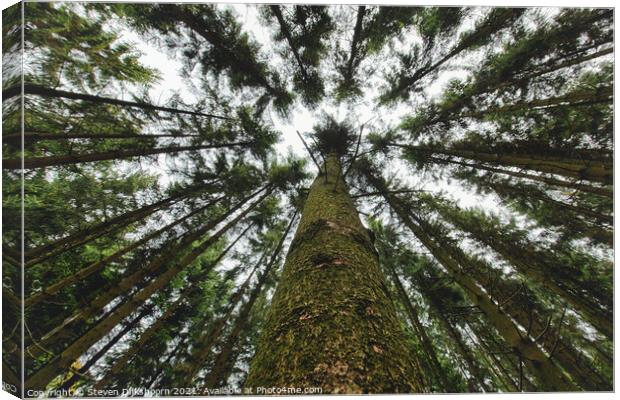 Upright trees in the forest from a frog perspective Canvas Print by Steven Dijkshoorn