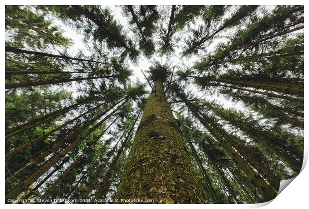 Upright trees in the forest from a frog perspective Print by Steven Dijkshoorn
