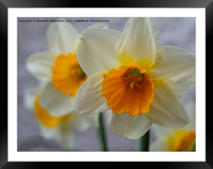 Daffodils; Siempre Avanti Framed Mounted Print by Elizabeth Debenham