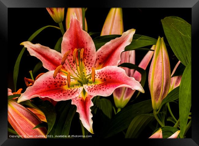Asiatic Lily Framed Print by colin chalkley