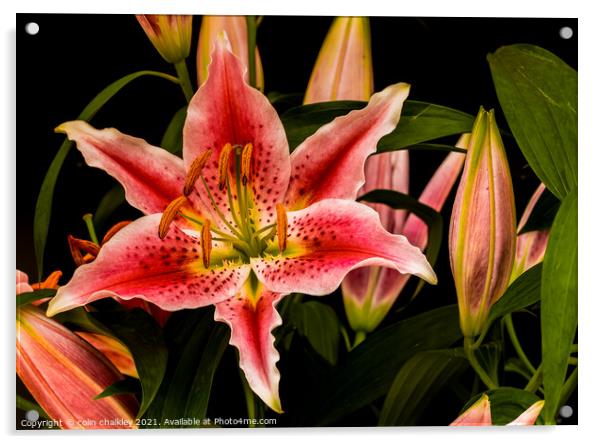 Asiatic Lily Acrylic by colin chalkley