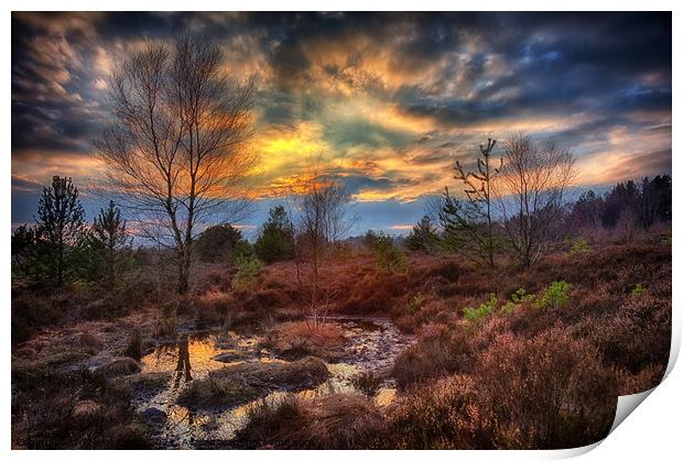 Heather Park Sunset Print by Trevor Camp