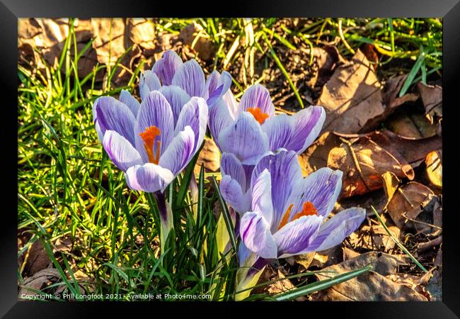 Crocus' in a Liverpool Park Framed Print by Phil Longfoot