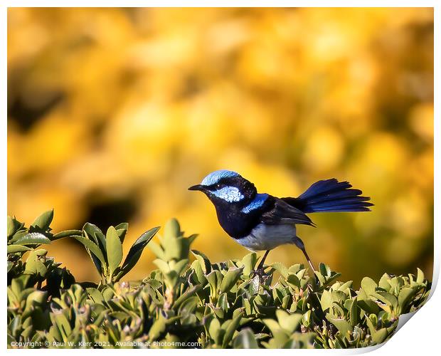 Blue Wren searching Print by Paul W. Kerr