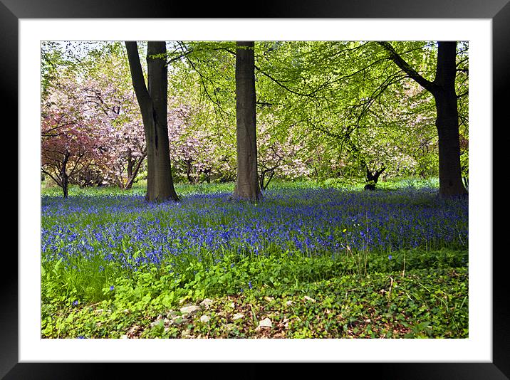 Blossom & Bluebells Framed Mounted Print by Trevor Kersley RIP