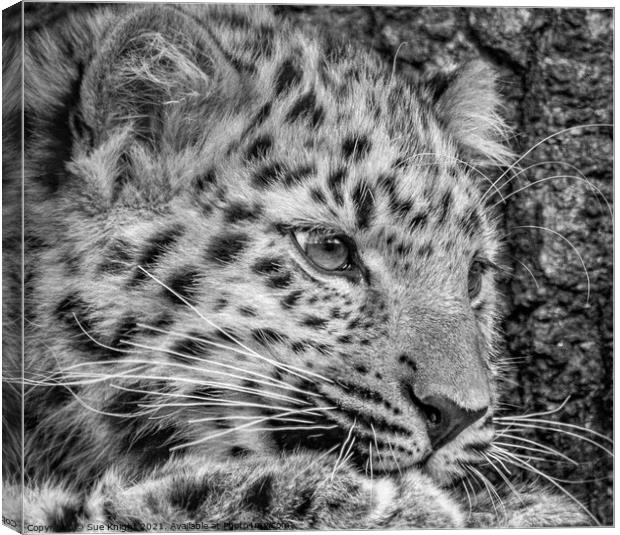 Black and white portrait of a Snow Leopard cub Canvas Print by Sue Knight