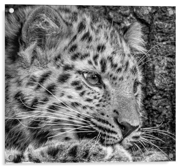 Black and white portrait of a Snow Leopard cub Acrylic by Sue Knight