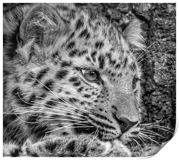 Black and white portrait of a Snow Leopard cub Print by Sue Knight