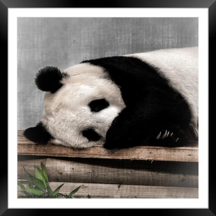 Giant Panda Tian Tian Framed Mounted Print by Tylie Duff Photo Art