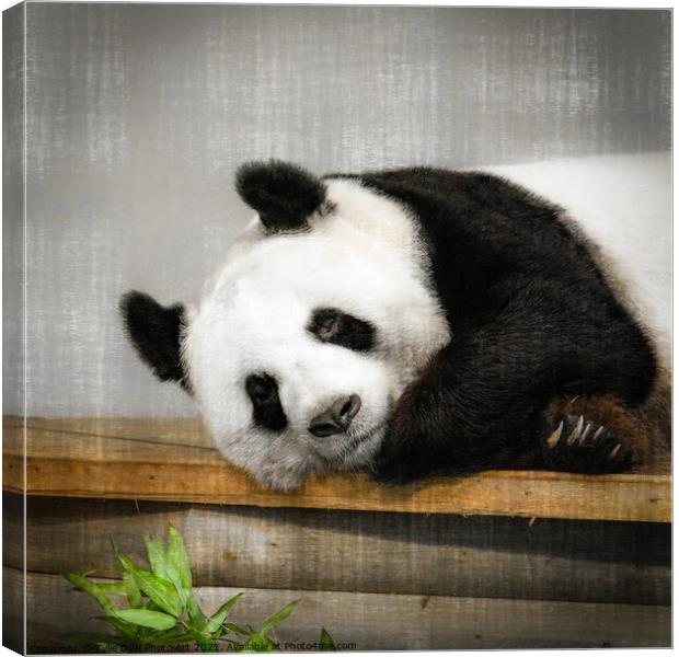 Tian Tian The Giant Panda  Canvas Print by Tylie Duff Photo Art
