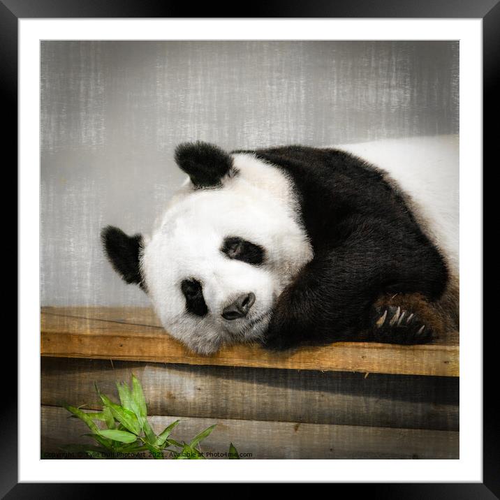 Tian Tian The Giant Panda  Framed Mounted Print by Tylie Duff Photo Art