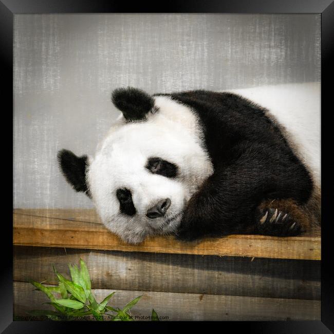 Tian Tian The Giant Panda  Framed Print by Tylie Duff Photo Art