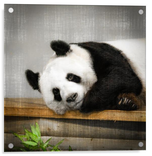 Tian Tian The Giant Panda  Acrylic by Tylie Duff Photo Art