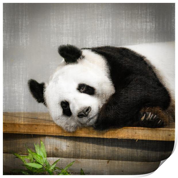 Tian Tian The Giant Panda  Print by Tylie Duff Photo Art