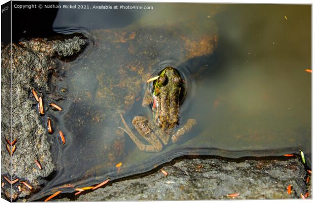 Mink Frog 2 Canvas Print by Nathan Bickel