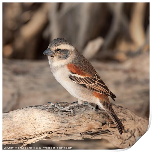 Cape sparrow; Passer melanurus Print by Steve de Roeck
