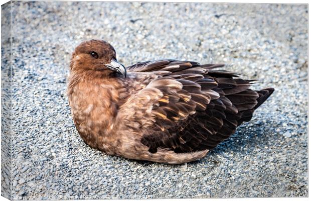 Great Skua; Stercorarius Skua Canvas Print by Steve de Roeck