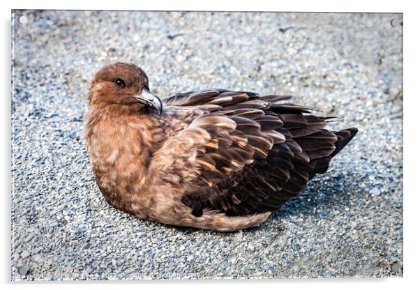 Great Skua; Stercorarius Skua Acrylic by Steve de Roeck