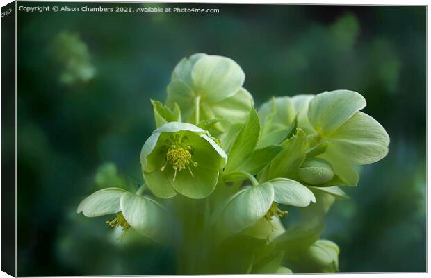 Green Hellebores  Canvas Print by Alison Chambers