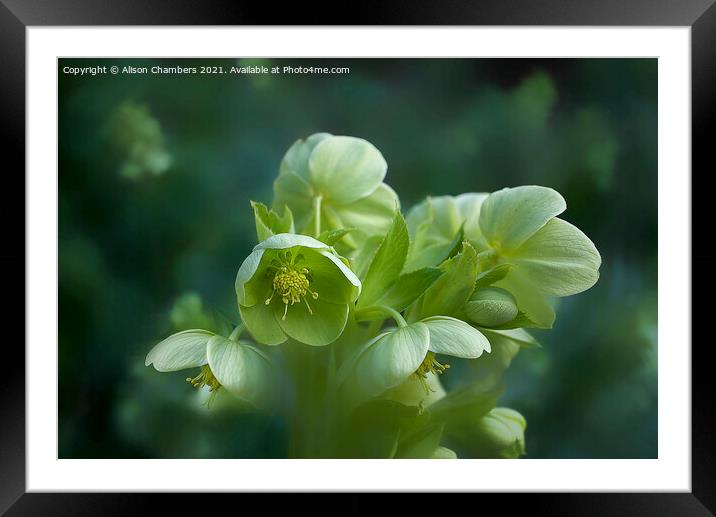 Green Hellebores  Framed Mounted Print by Alison Chambers