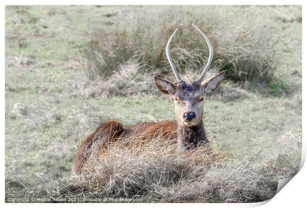 Red Deer Print by Martin Yiannoullou