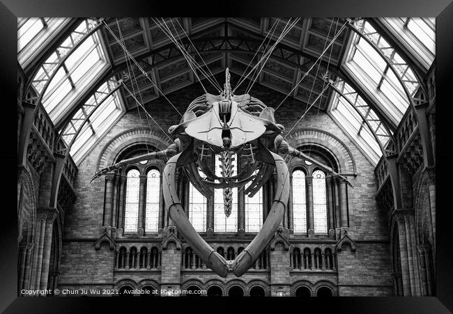The interior of Natural History Museum with whale skeleton (black & white) Framed Print by Chun Ju Wu