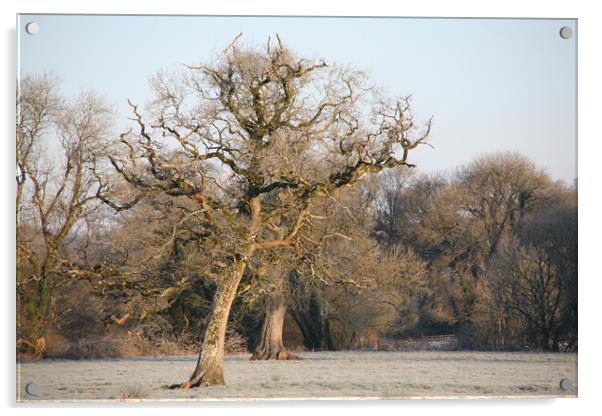 Dying  Oak Tree On A Frosty Morning Acrylic by Dave Bell