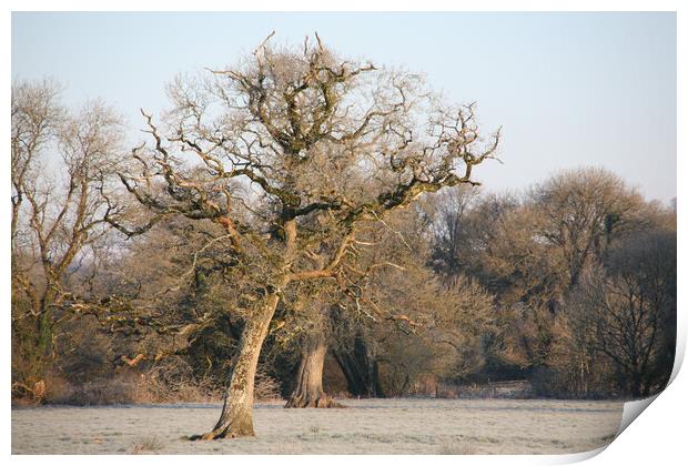 Dying  Oak Tree On A Frosty Morning Print by Dave Bell