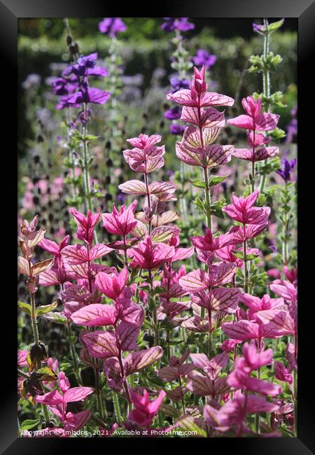 Bright Pink Clary Sage Bracts Framed Print by Imladris 